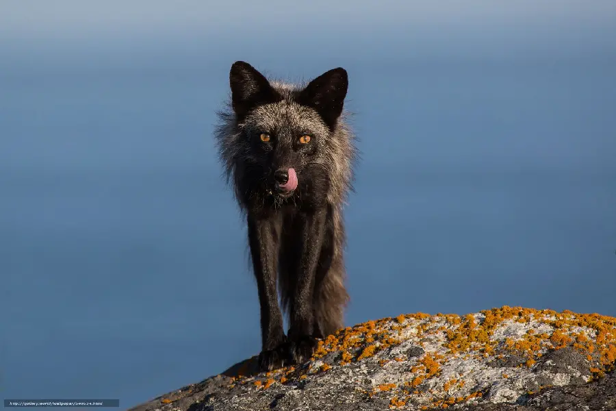 Spectacular Background of a Wild and Cunning Silver Fox on a Rock Suitable for Windows