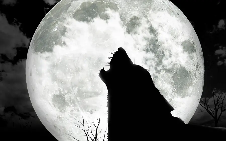 Famous wolf and moon photo for Telegram and Instagram profile 