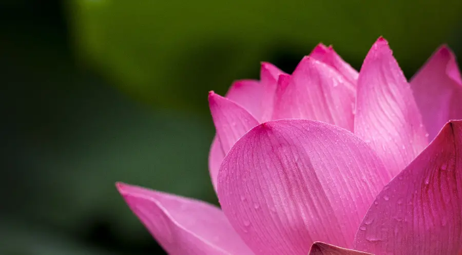 High Quality Pink Lotus Full HD Poster