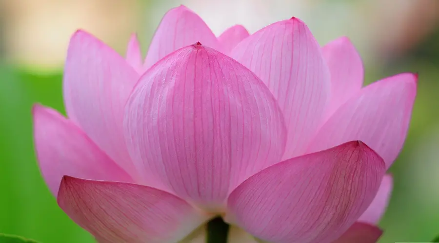 Beautiful and stunning lotus flower poster close up
