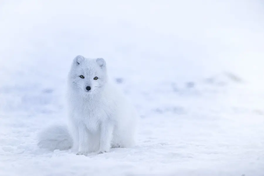 The most beautiful profile picture of a cute snow-white fox in HD quality, suitable for laptops