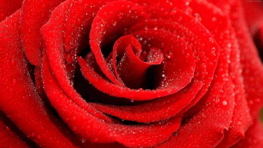 A special and attractive view of a red rose with the best quality 