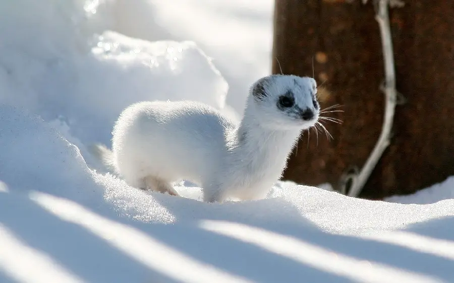 Background of a sad and bloodthirsty white weasel next to a tree trunk in the snow