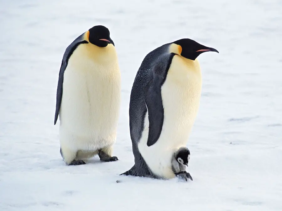 Download high quality image of penguins in the Arctic for desktop 