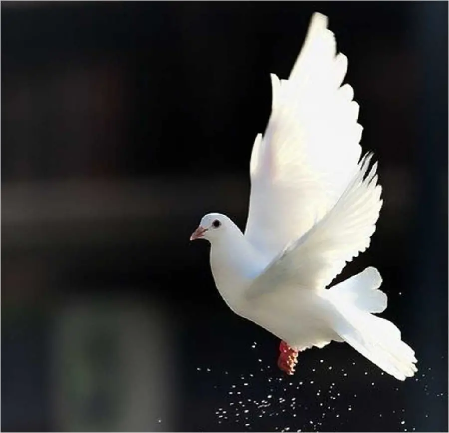 A profile photo of a white dove with shining wings in high quality, special for Telegram