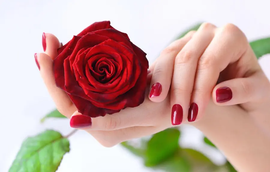Artistic wallpaper of red roses in two hands suitable for Telegram