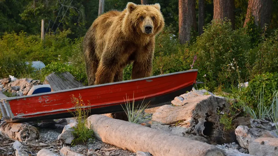 Download a stunning forest nature wallpaper and a landscape photo of cut trees and a red boat and a big bear