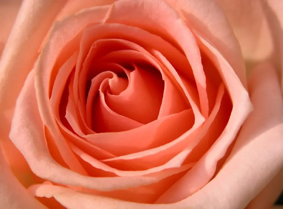 Exceptional wallpaper of Beautiful peach-colored roses in 8K quality