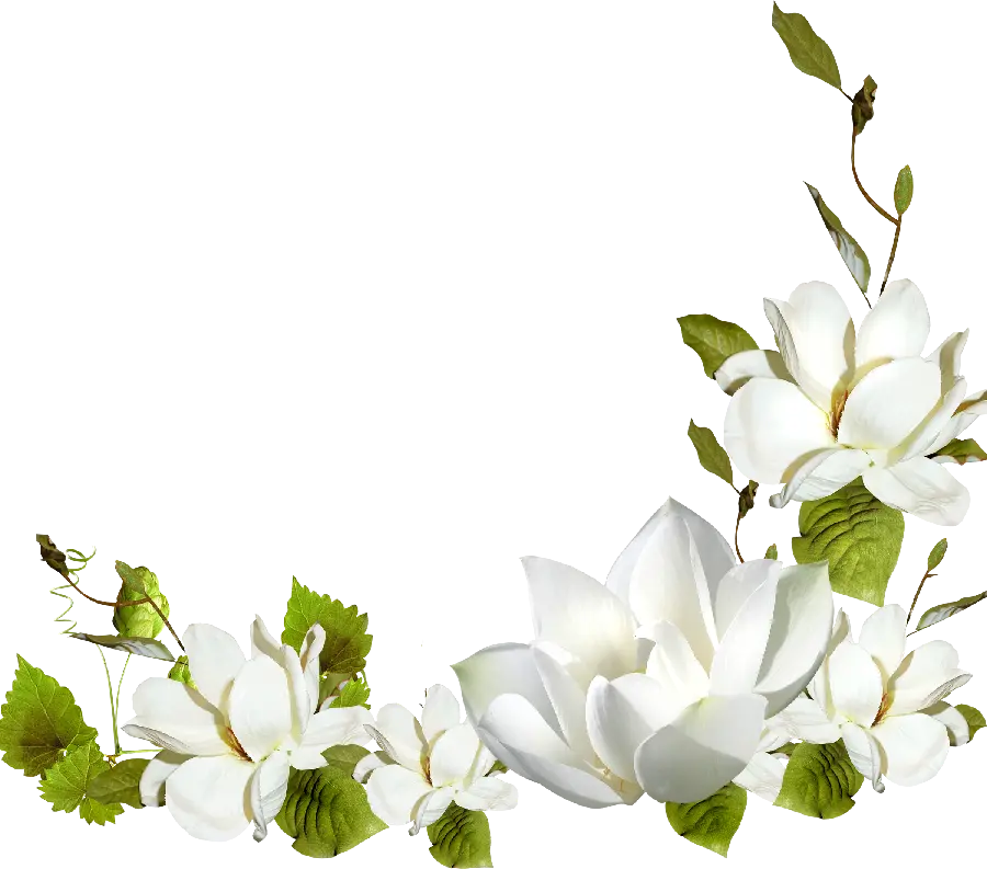 Beautiful white flower in a dreamy graphic view for clip