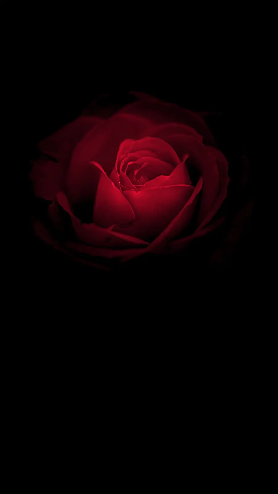 Red rose for iPhone and Android phone background