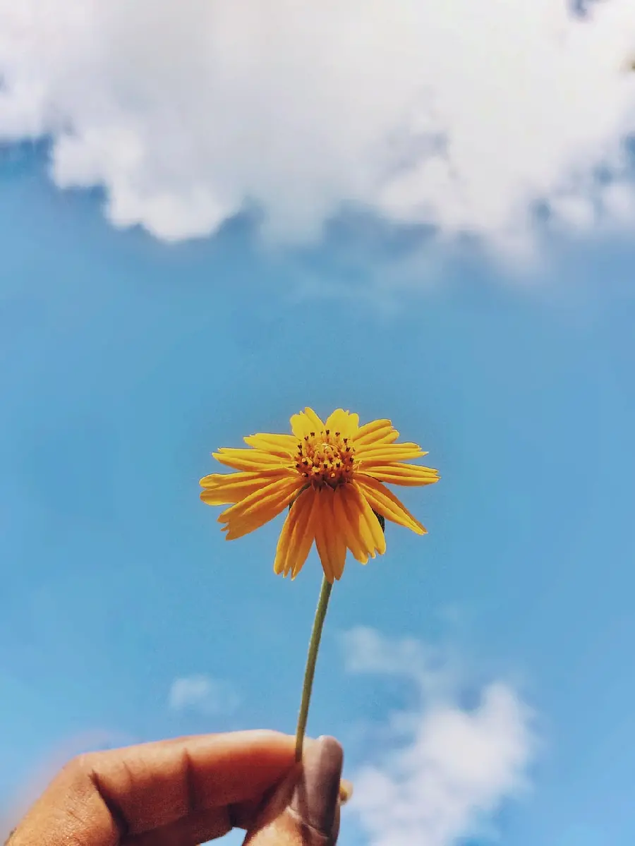 Photo of a yellow carnation in hand suitable for mobile background