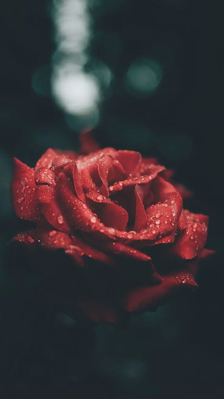 Wallpaper with a dark and romantic theme with an attractive red rose design
