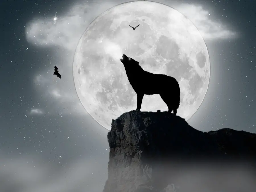 Cool digital photo of a wolf howling in the presence of moonlight