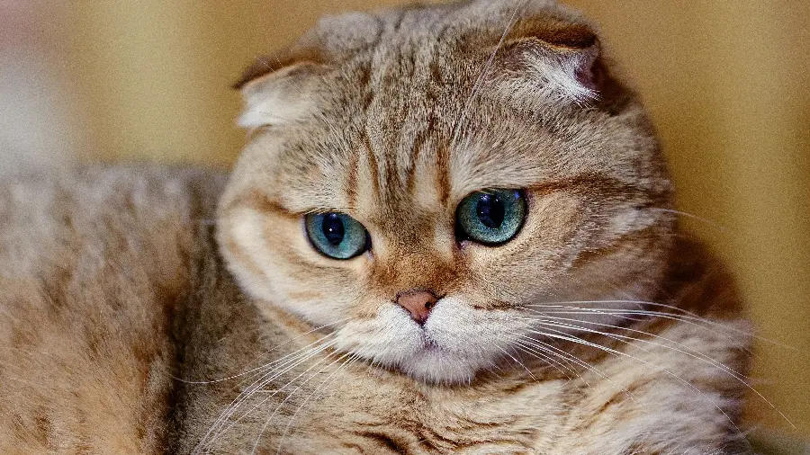 Popular photo of a cute cat with blue eyes for Instagram