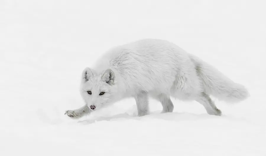 Attractive background of a white arctic fox suitable for a laptop