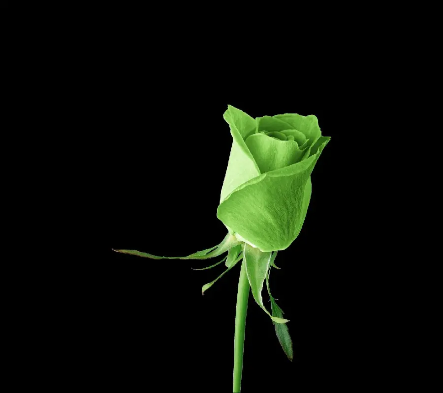 Black background photo of a weak green rose, good quality