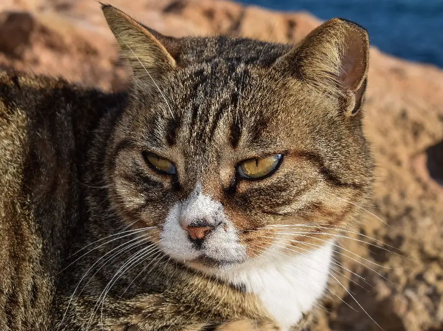 Interesting picture of a beautiful cat with a captivating and angry look
