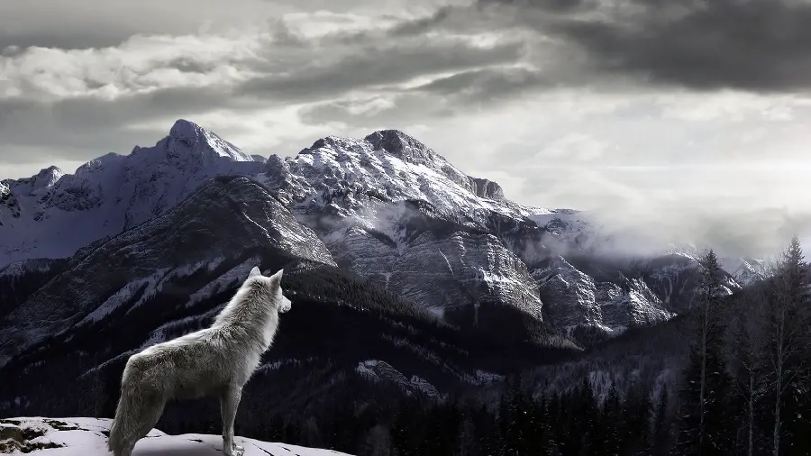 New Photo of a Wild White Wolf Alone on the Mountain