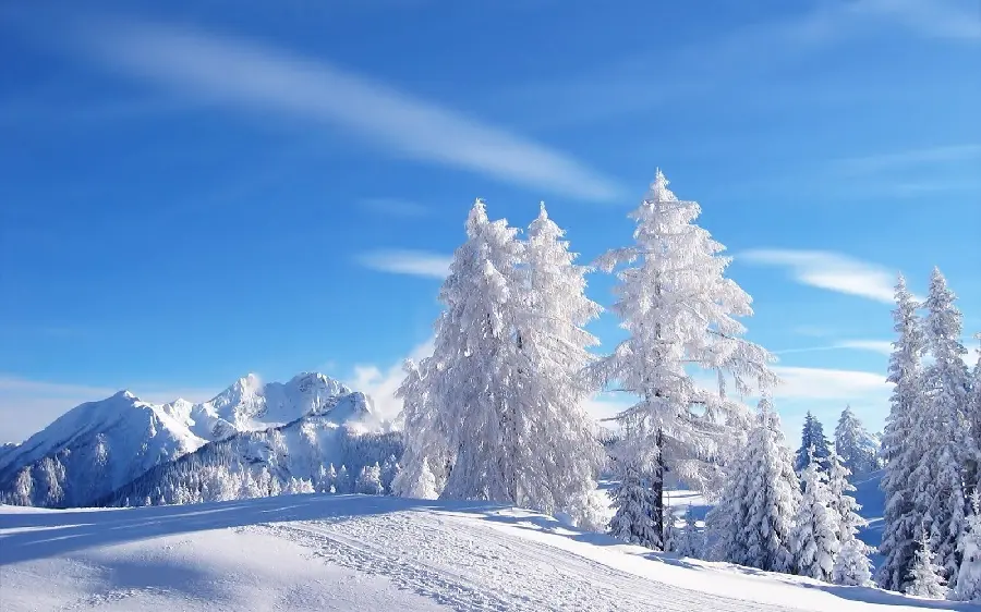 Interesting photo of the snowy landscape of trees in Siberia, Russia 