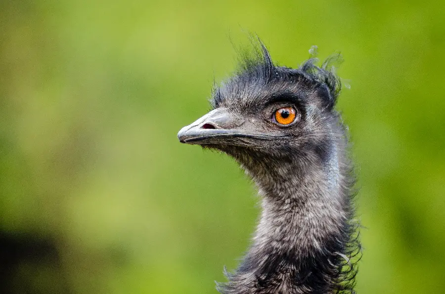 HD wallpaper photo of an ugly and black ostrich