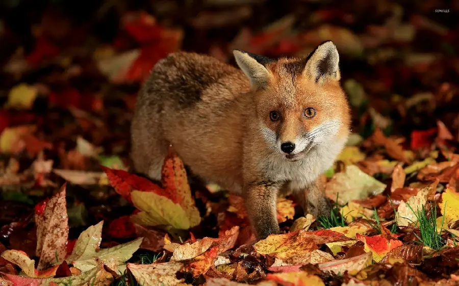 Most viewed wallpaper of a funny fox among autumn leaves