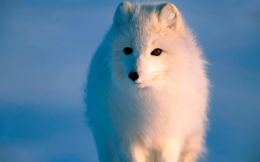 A white polar bear image suitable for a background