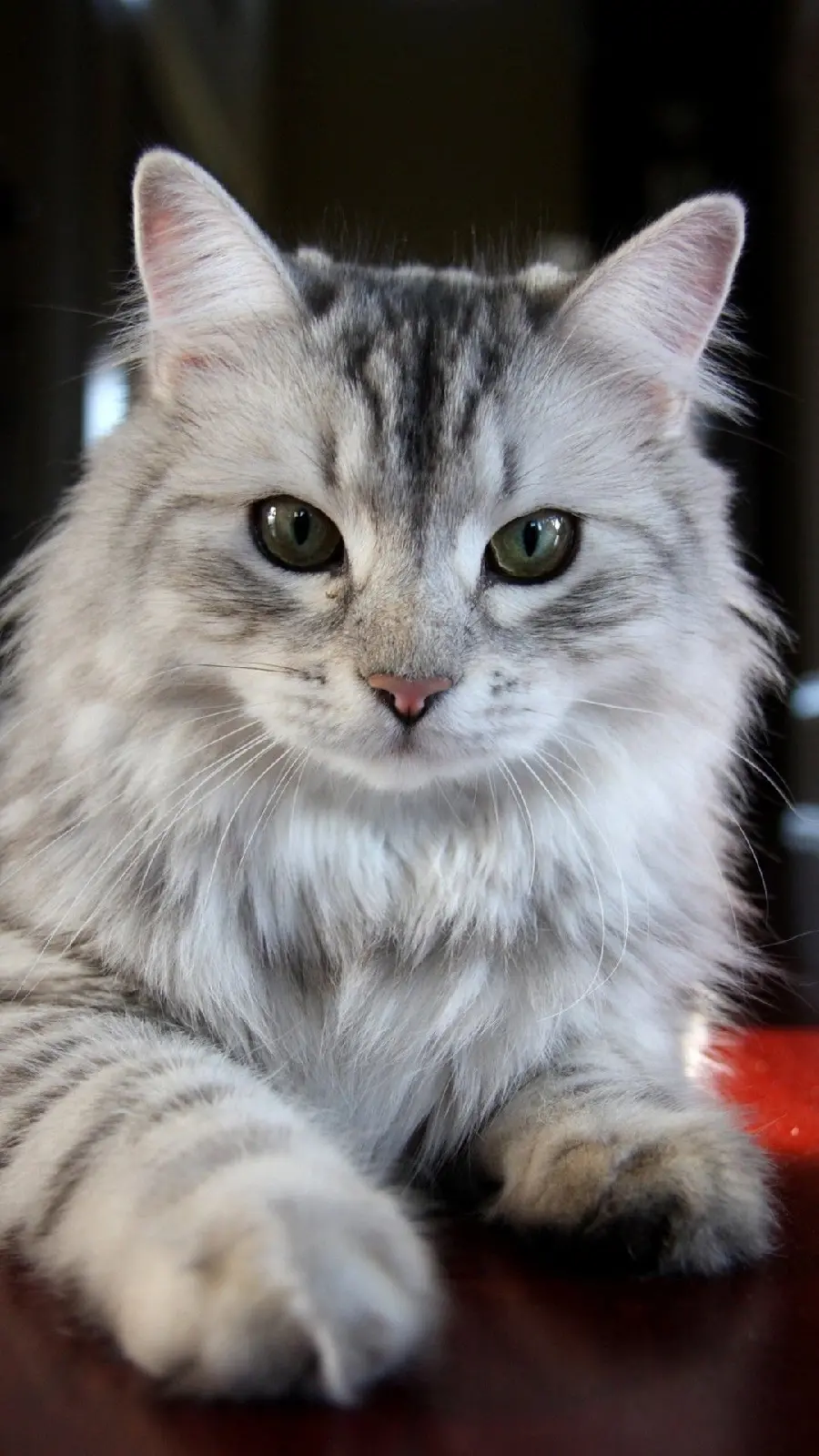 Popular wallpaper of a fluffy cat in HD quality