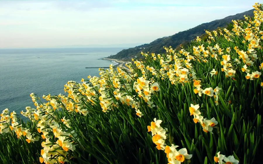 Creative image of a field of diagonally shaped daffodils next to clear and rushing water