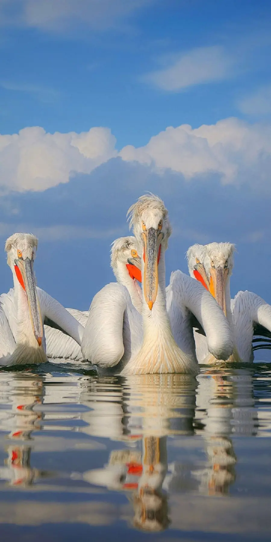 A stunning poster of 5 pelicans with bright orange eyes and beaks floating on the water