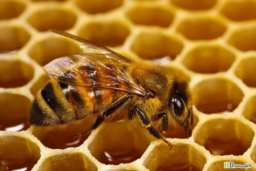 Beautiful bee image in the amazing hexagons of the honeycomb