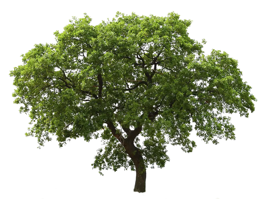 Download a quality telephoto image of a lush tree in PNG format 