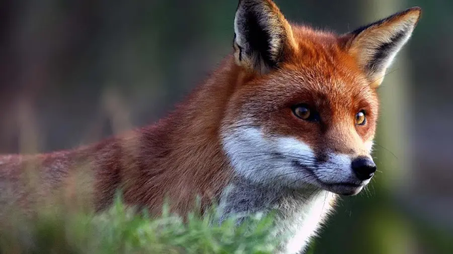 Download Stock Photo of a Cute and Colorful Fox Suitable for Tablets