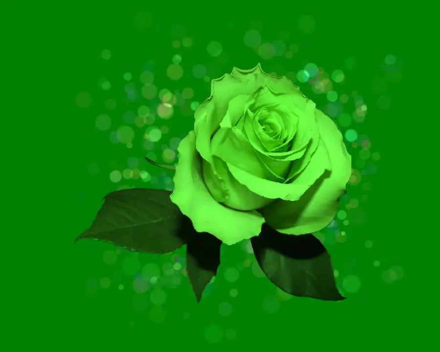 Attractive green rose wallpaper on a green background with HD quality suitable for mobile