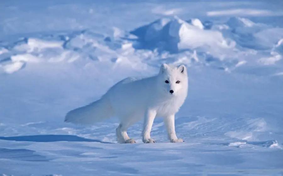 Full HD photo of a white arctic fox watching
