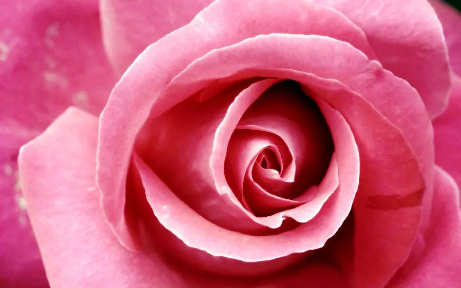 Free download of a beautiful image of a pink flower 