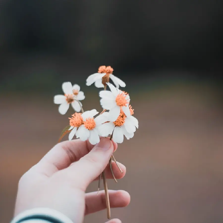 Download Stock and Fresh Photo of a White Flower in Hand Suitable for Mobile
