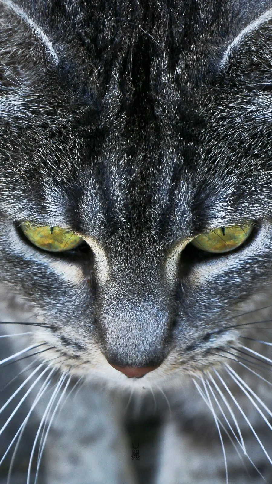 Scary close-up photo of a cat's face with green eyes
