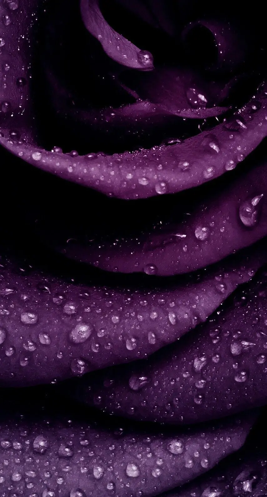 Download fantasy image of a part of purple rose petals with tiny dew drops