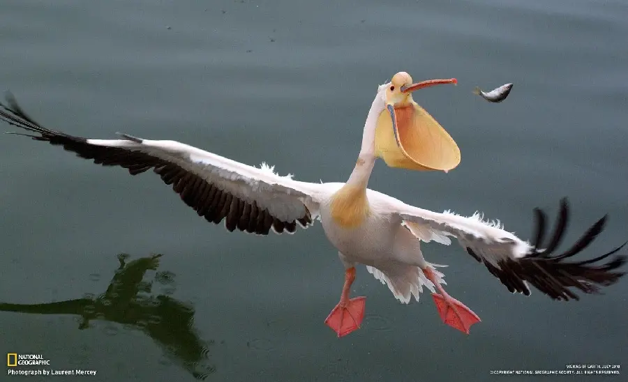 Interesting wallpaper of the moment when a pelican's prey falls from its mouth while flying