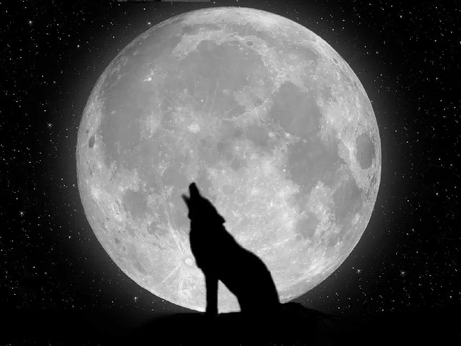 Download a dreamy image of a wolf howling in the moonlight on a starry night