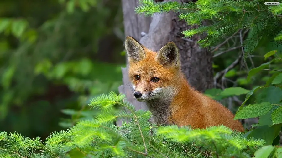 Background image of a sad fox among the bushes and trees of the forest