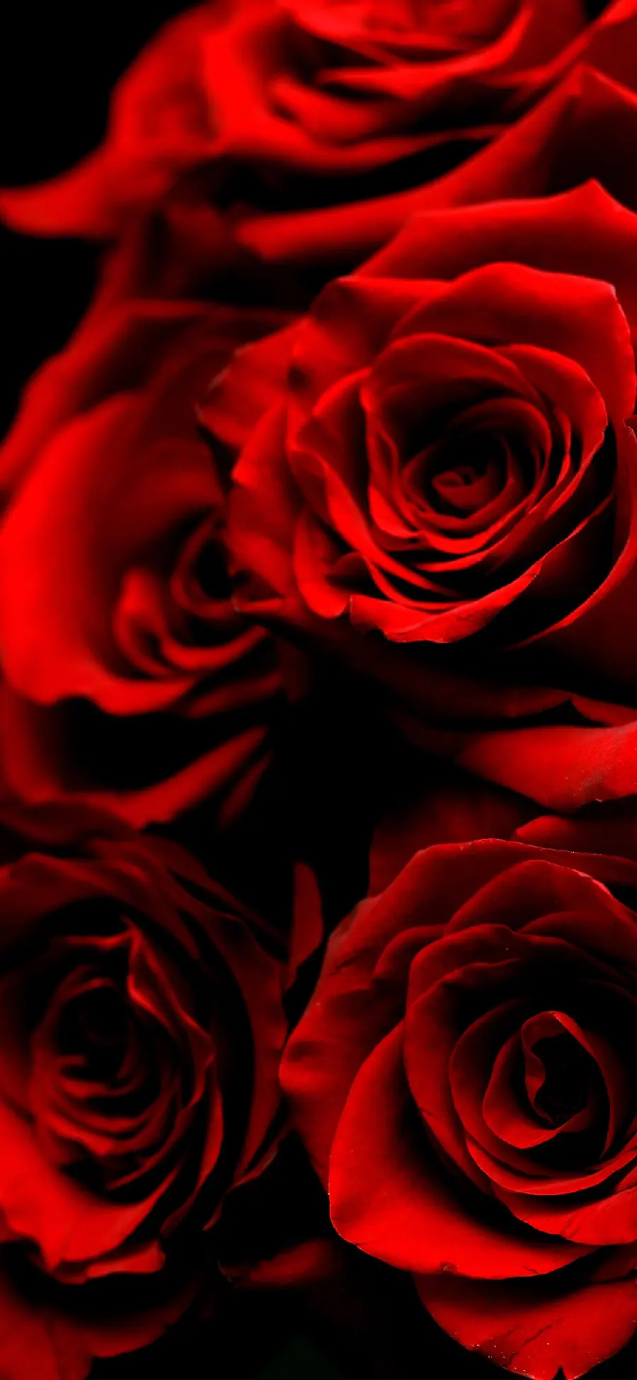 Interesting photo of red rose for Telegram and WhatsApp profile