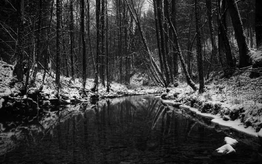 Mysterious black and white wallpaper of the forest for the computer