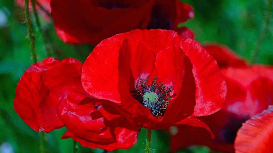 Download a beautiful and artistic background photo of wild red poppies in pure quality