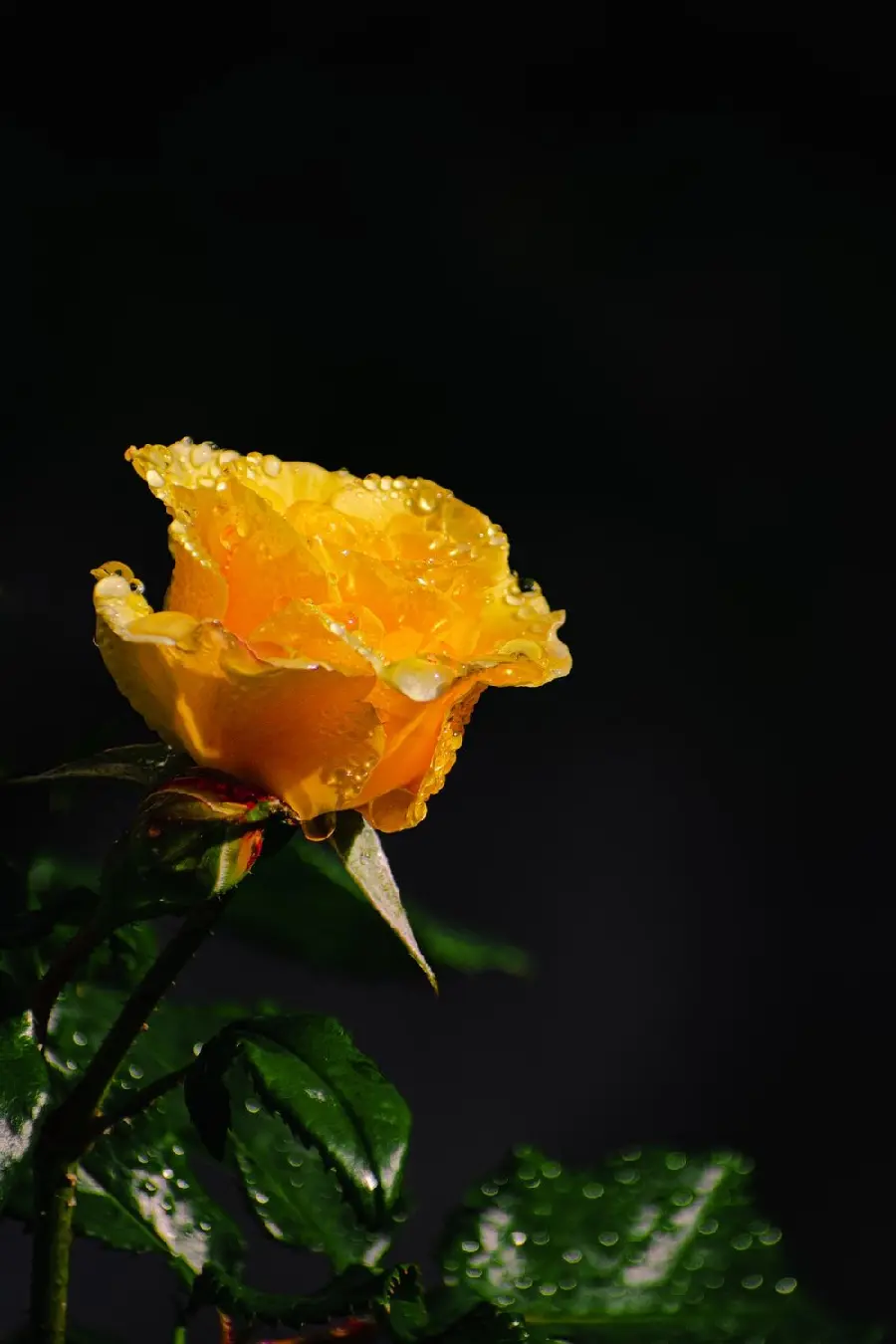 Masterpiece background of beautiful yellow roses with excellent quality for desktop 