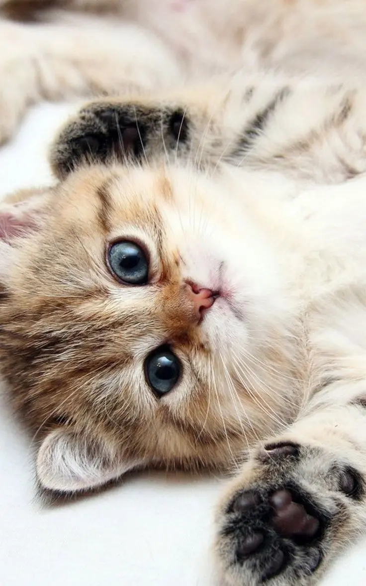 The most viewed poster of a mellow and beautiful kitten for Windows
