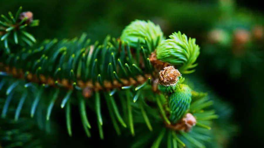 The Most Interesting View of Green Tree Leaves in High Quality