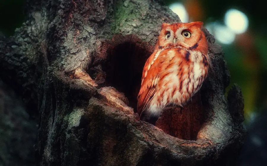 Owl Watching Sunset Background for Windows 12