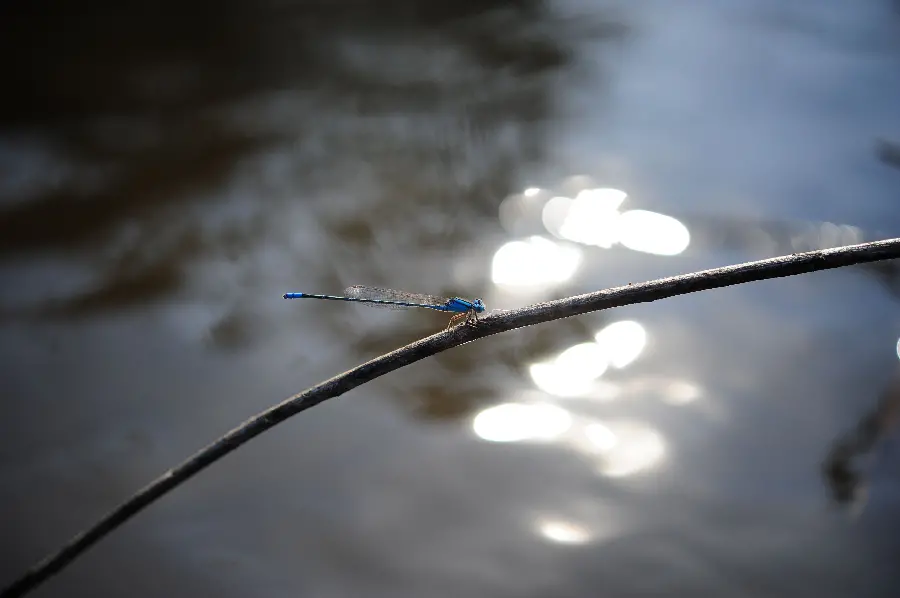 Download beautiful dragonfly photo on branch
