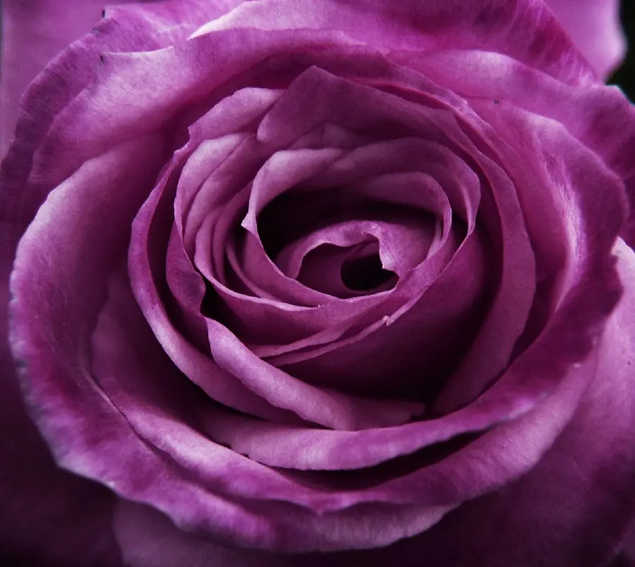 Background of pale and messy purple rose petals